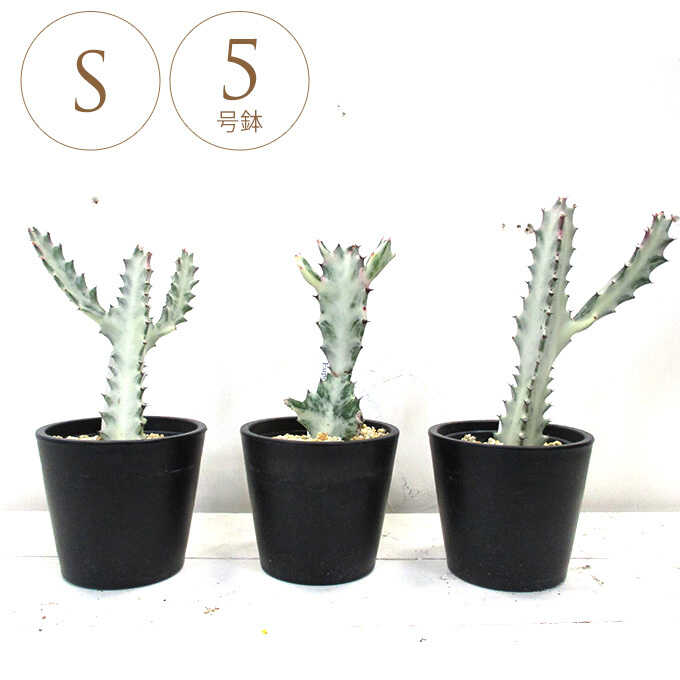 観葉植物 ユーフォルビア ホワイトゴースト S 5号鉢 植物 5号