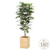 �ե��������꡼�� ȭ���� �緿 ���åɥܥå��� �٥󥸥�ߥ� 1.8m �͹� ���տ�ʪ ������ ����ƥꥢ ���꡼�� ������� ����