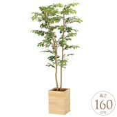 �ե��������꡼�� ȭ���� �緿 ���åɥܥå��� �ޥ���ƥ󥢥å��� 1.6m �͹� ���տ�ʪ ������ ����ƥꥢ ���꡼�� ������� ����