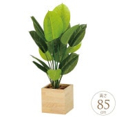 �ե��������꡼�� ȭ���� �緿 ���åɥܥå��� ��������֥��� 85cm �͹� ���տ�ʪ ������ ����ƥꥢ ���꡼�� ������� ����