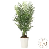 �ե��������꡼�� ȭ���� �礭�� ���տ�ʪ ȭ �ե��������� ���쥫�ѡ��� 1.7m �͹����� ¤�� ������ ����ƥꥢ���꡼�� �緿 ���ե���