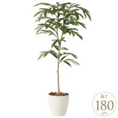 �ե��������꡼�� ȭ���� �礭�� ���տ�ʪ ȭ �ե��������� ���ॹ�ƥ��С����� 1.8m  ������ ����ƥꥢ���꡼�� �緿 ���ե���