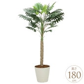 �ե��������꡼�� ȭ���� �礭�� ���տ�ʪ ȭ �ե��������� �������� 1.8m ������ ����ƥꥢ���꡼�� �緿 ���ե���