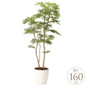 �ե��������꡼�� ȭ���� �緿 ���տ�ʪ �͹����� �ե��������� �ͤ���� 1.6m �͹����� ¤�� ������ ���ե���