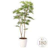 �ե��������꡼�� �͹����� �ե��������� �ͤ���� 1.6m �͹����� ¤�� ������ �������� ����ƥꥢ���꡼�� �緿 ���ե���