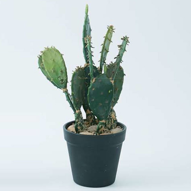 Brown. ブラウン フェイクグリーン ウチワサボテン ポット 31 観葉植物