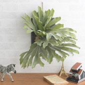 �ե��������꡼�� �ɳݤ� �� �֥饦�� �ӥ������� ��������ϥ󥮥� ���졼�� 30  �ɾ��� ����ƥꥢ �̲� ������� �͹� ���տ�ʪ ���꡼��