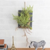 �ե��������꡼�� �ɳݤ� �� �֥饦�� �ե����� ��������ϥ󥮥� ���졼�� 20  �ɾ��� ����ƥꥢ �̲� ������� �͹� ���տ�ʪ ���꡼�� ¤��