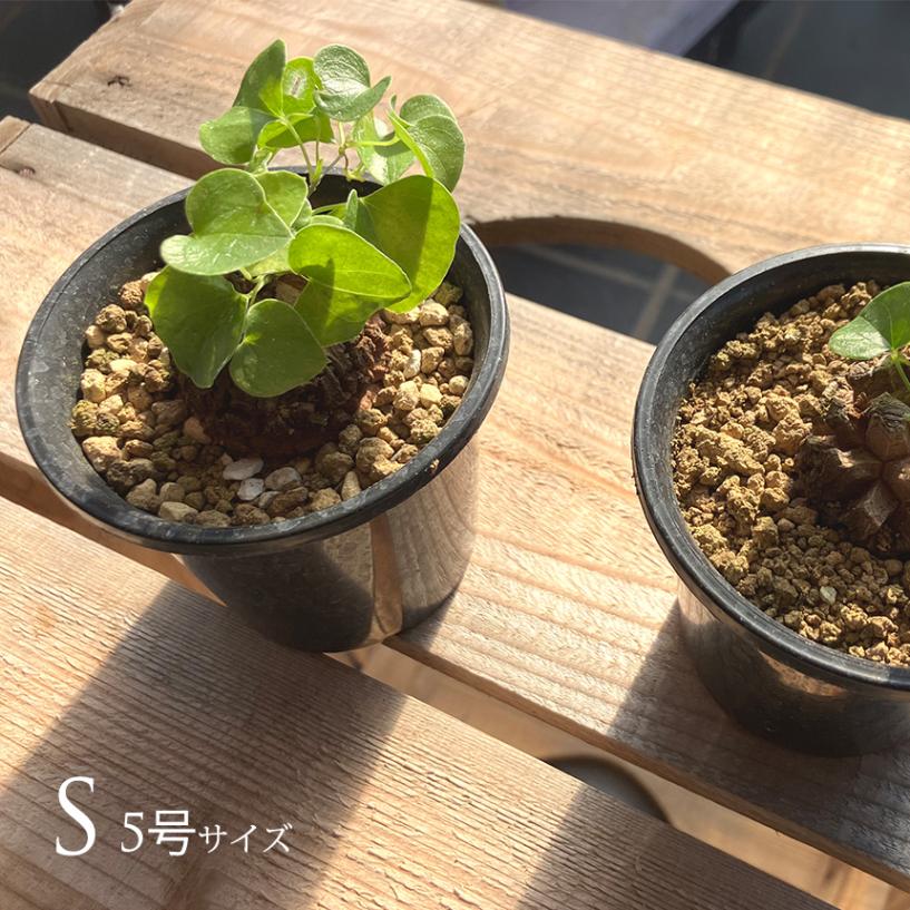 塊根植物・コーデックス S 000000021546_0jLKFxJ.jpg