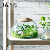 LSA International ���饹�ɡ��� Canopy ����Υԡ� Closed Garden Clear H16.5cm ���ꥢ ������� ����ץ� �ϥ��ɥ�������㡼 �̲� ���饹 ��̺���