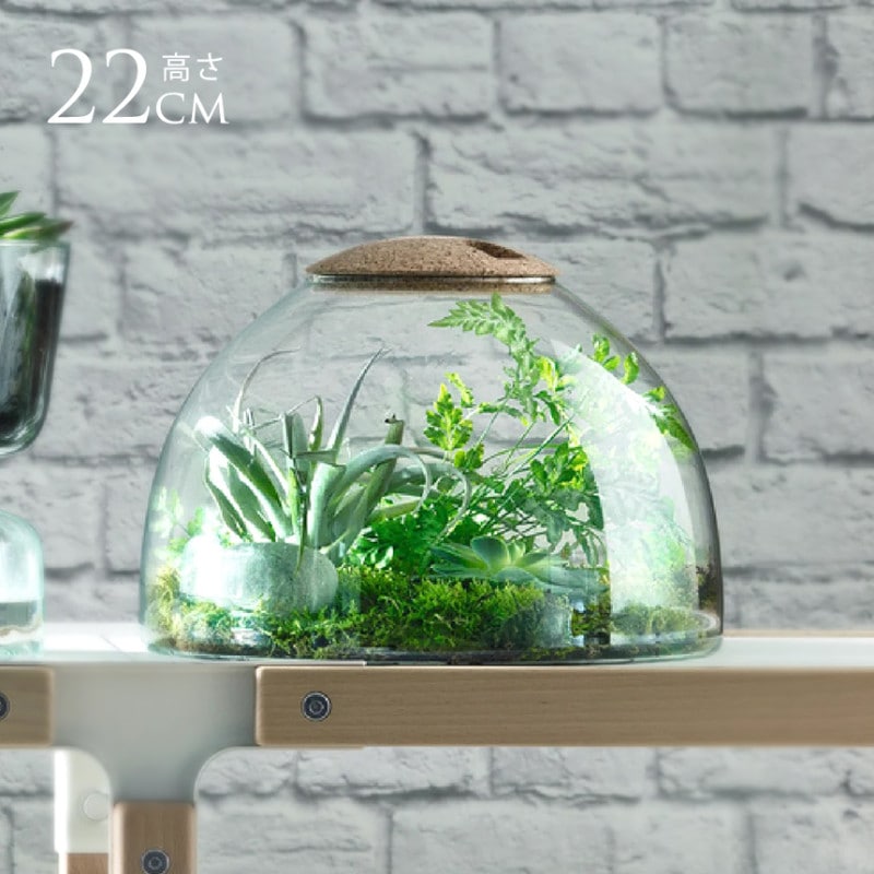 LSA International ���饹�ɡ��� Canopy ����Υԡ� Closed Garden Clear H22cm ���ꥢ �ϥ��ɥ�������㡼 �̲� ������� �̲�����ƥꥢ ����ץ� ��̺��� Ʃ��