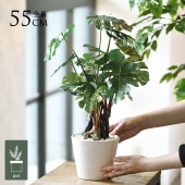 �ե��������꡼�� ȭ�դ� ������� ��󥹥ƥ� �ݥå�  �͹����տ�ʪ ȭ���� ����ƥꥢ���꡼�� ��� ���� ������ ���� ȭ�� ȭ �ܥ��˥��� �� ¤�� �ե����� �͹� ��ʪ ��ӥ� ���� ���ե� Ź��  ������̵����