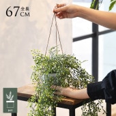 �ե��������꡼�� ȭ�դ� ������� �٥ӡ��꡼�� �ϥ󥮥󥰥ݥå� �ߥ� 4��  �͹����տ�ʪ ȭ���� ����ƥꥢ���꡼�� ��� ���� ������ ���� ȭ�� ȭ �ܥ��˥��� �� ¤�� �ե����� �͹� ��ʪ ��ӥ� ���� ���ե� Ź��