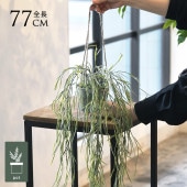 �ե��������꡼�� ȭ�դ� ������� ��ץ��ꥹ �ϥ󥮥󥰥ݥå� �ߥ� 4��  �͹����տ�ʪ ȭ���� ����ƥꥢ���꡼�� ��� ���� ������ ���� ȭ�� ȭ �ܥ��˥��� �� ¤�� �ե����� �͹� ��ʪ ��ӥ� ���� ���ե� Ź��