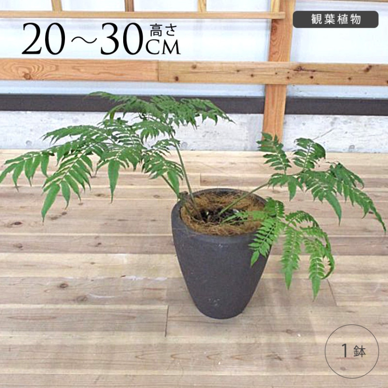 リュウビンタイ S 7号 おしゃれ植物 室内 園芸 インテリア グリーン