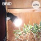 PLANTS LIGHT 40 COOL ʪ饤ȥȥ졼 Ÿ/ ƥꥢ/¿ ʪ / ڱ / в/տʪ/ 饤//BRID/