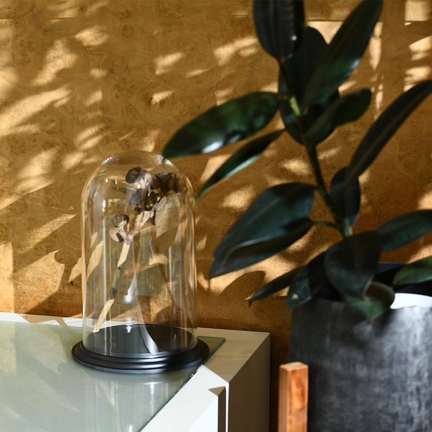 �ǥ����ץ쥤 �ݥꥫ���ܥ͡��� �ɡ��෿���դ� �⤵32cm ���ˤ���Ʃ��/����/�ɡ���/���ꥢ/���쥯����󥱡���/���饹�ɡ���/�����ץ��� �ƥ�ꥦ��/���쥯�����ɡ���/�ɥ饤�ե� �ץꥶ���֥ɥե�/