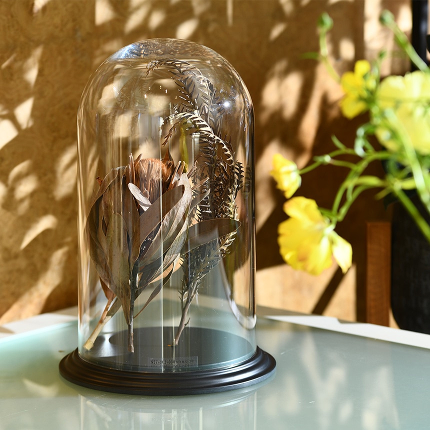 �ǥ����ץ쥤 �ݥꥫ���ܥ͡��� �ɡ��෿���դ� �⤵36.5cm ���ˤ���Ʃ��/����/�ɡ���/���ꥢ/���쥯����󥱡���/���饹�ɡ���/�����ץ��� �ƥ�ꥦ��/���쥯�����ɡ���/�ɥ饤�ե� �ץꥶ���֥ɥե�/