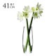 LSA International �ե��١��� GRAND STEM VASE ���� H41cm Ʃ�����饹/�������/����ץ�/���饹�١���/�̲�/�̲�����ƥꥢ/�ե�����󥸥���/��̺���/�ϥ��ɥ�������㡼/
