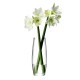 LSA International �ե��١��� GRAND STEM VASE ���� H41cm Ʃ�����饹/�������/����ץ�/���饹�١���/�̲�/�̲�����ƥꥢ/�ե�����󥸥���/��̺���/�ϥ��ɥ�������㡼/