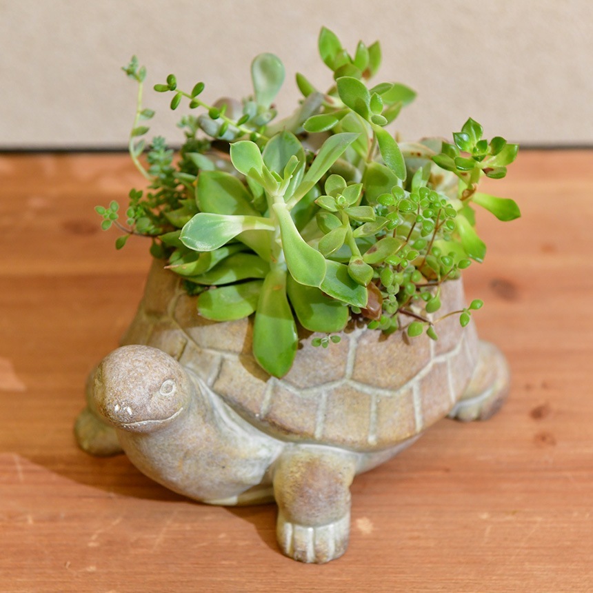 �ե��ݥå� ���� ȭ ���˥ޥ�ݥå� ���� TURTLE  �ץ�󥿡� ������ ��ʪ���� �ڥ�Ω�� �̲� ���֥��� ���� ���� �ꥯ���� ��������  ���å�