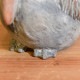 �ե��ݥå� ���� ȭ ���˥ޥ�ݥå� �ڥꥫ�� �С��� PELICAN  �ץ�󥿡� Ļ ������ ��ʪ���� �ڥ�Ω�� �̲� ���֥��� ���� ����