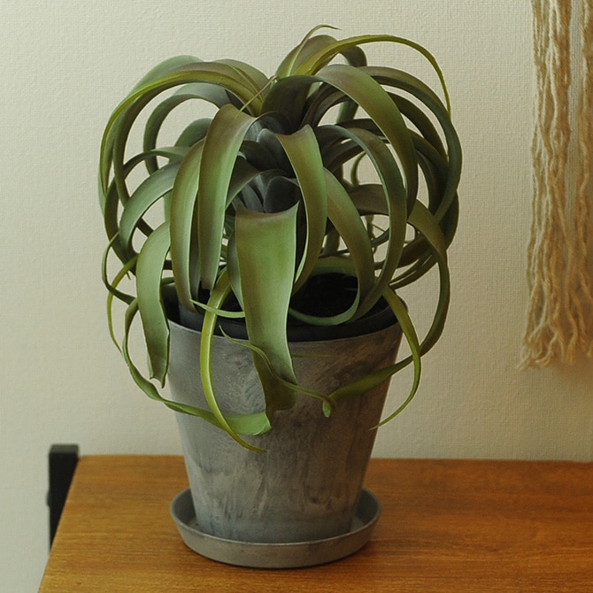 Brown. ֥饦 ե ݥå տʪ 󥸥¤  ꥢ/꡼ ǥ/ ¿/ƥꥢ/ǥץ쥤//¿ʪ///