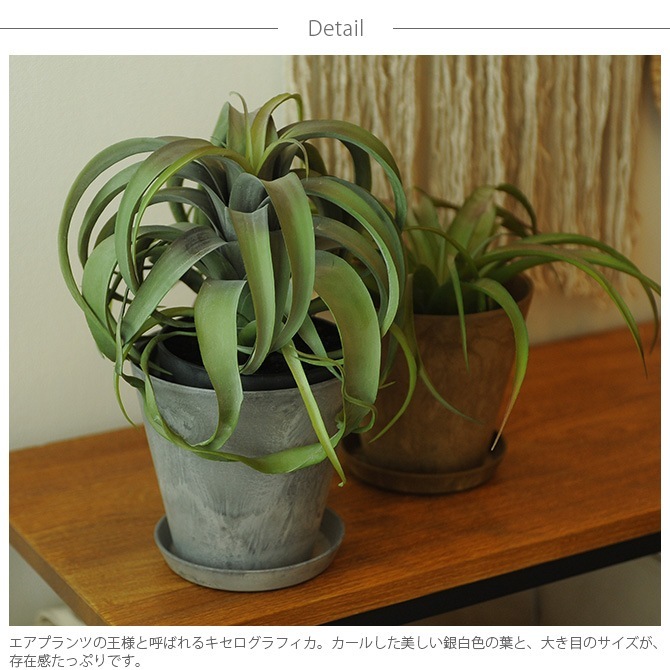 Brown. ֥饦 ե ݥå տʪ 󥸥¤  ꥢ/꡼ ǥ/ ¿/ƥꥢ/ǥץ쥤//¿ʪ///