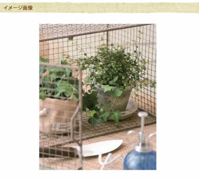 ����ƥ����������ǥ�Х����åȡ�S��������ľ��25cm ������������������/������졡�������/����/�ǥ����ץ쥤/���֥���/�İ���/�����ǥ�/�����ǥ˥�/�������ƥꥢ/