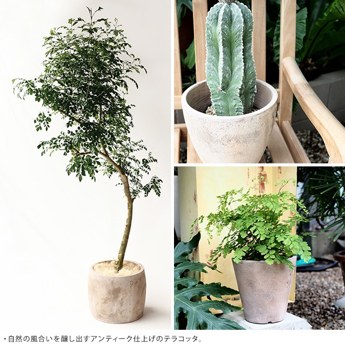 �緿 ȭ �ץ�󥿡� �ƥ饳�å� ����å� ľ��31cm  �礭���ʥ�����/����/����ȭ/����ȥ��/����/�Х륳�ˡ� ���� ����/�󤻿���/���տ�ʪ ���ܥƥ� ¿����ʪ/���� ����ƥ�����/