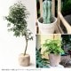 �緿 ȭ �ץ�󥿡� �ƥ饳�å� ����å� ľ��31cm  �礭���ʥ�����/����/����ȭ/����ȥ��/����/�Х륳�ˡ� ���� ����/�󤻿���/���տ�ʪ ���ܥƥ� ¿����ʪ/���� ����ƥ�����/
