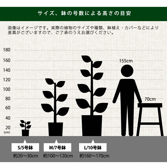 տʪ ޥ L 10ȭ  ʪ 10 ƥꥢ  ӥ  ٥   ƥ饹 ե ͵ Ƥ䤹 ꡼  