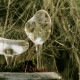 ��ư���� ��ʪ ������� ferm LIVING �ե������ӥ� ��Υ����� Mercury Water Globes 2�ĥ��å�  ��ư��� ȭ ���襤�� �̲� �����ǥ˥� ���տ�ʪ ��ư��嵡 �庹�� ����  ��ư�����  ������̵����