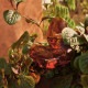 ��ư���� ��ʪ ������� ferm LIVING �ե������ӥ� ��Υ����� Mercury Water Globes 2�ĥ��å�  ��ư��� ȭ ���襤�� �̲� �����ǥ˥� ���տ�ʪ ��ư��嵡 �庹�� ����  ��ư�����  ������̵����