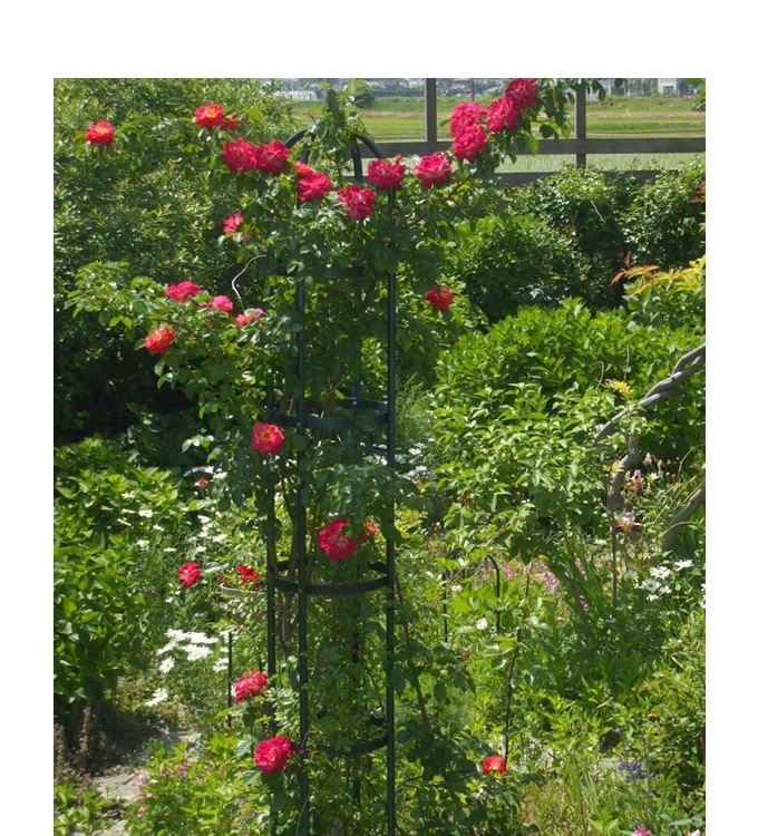 ǥ˥󥰥ľ38߹⤵200cm 󥪥٥ꥹ/Х /ȭ /ȥꥹ/ץ//ǥ/ƥꥢ/ǥ˥/