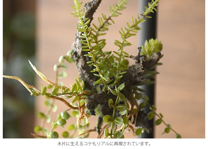 Brown. �֥饦�� ����󥸥��� ���� 47 ���տ�ʪ �ꥢ��¤�� �ե��������꡼��/���꡼�� �ߥå���/������� ¿��/����ƥꥢ �ϥ󥮥�/�ǥ����ץ쥤/���� �ɳݤ� ����/¿����ʪ/����/��/