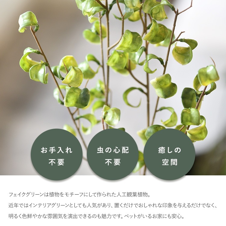 ե꡼ ȭդ  ե ݥå ߥ 4  ͹տʪ ȭ ƥꥢ꡼     ȭ ȭ ܥ˥  ¤ ե ͹ ʪ ӥ  ե Ź