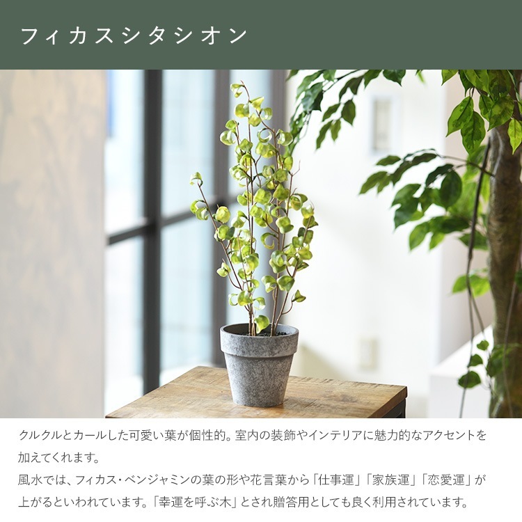 ե꡼ ȭդ  ե ݥå ߥ 4  ͹տʪ ȭ ƥꥢ꡼     ȭ ȭ ܥ˥  ¤ ե ͹ ʪ ӥ  ե Ź