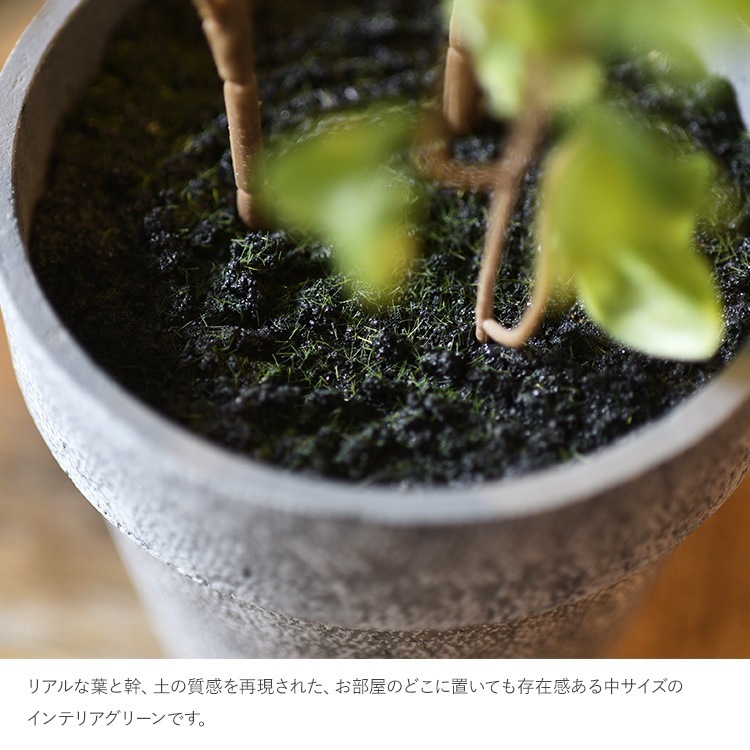 ե꡼ ȭդ  ե ݥå ߥ 4  ͹տʪ ȭ ƥꥢ꡼     ȭ ȭ ܥ˥  ¤ ե ͹ ʪ ӥ  ե Ź