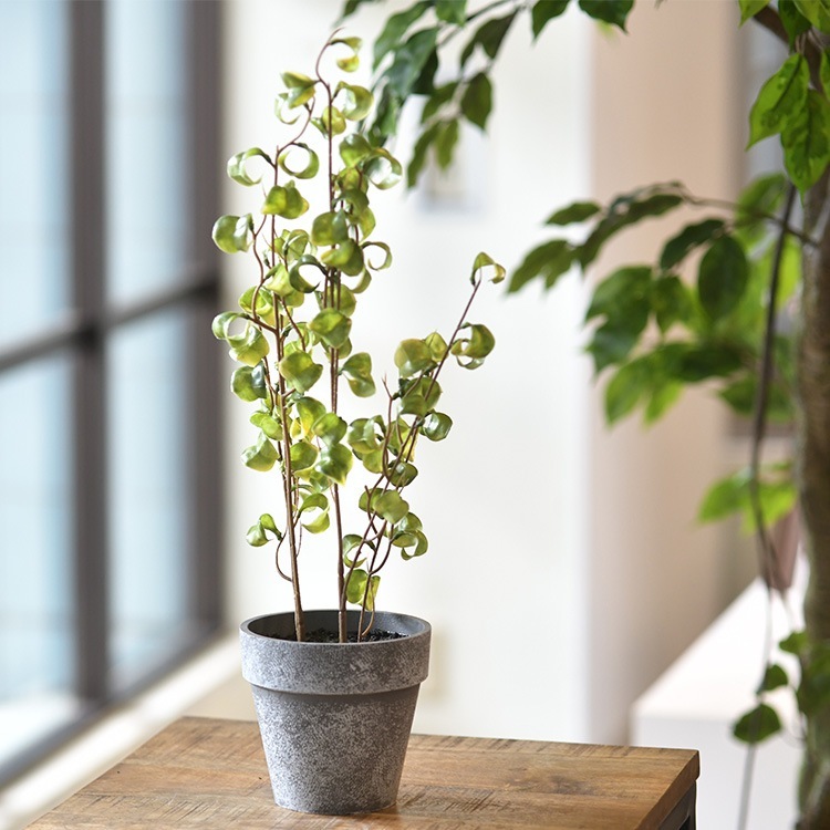 ե꡼ ȭդ  ե ݥå ߥ 4  ͹տʪ ȭ ƥꥢ꡼     ȭ ȭ ܥ˥  ¤ ե ͹ ʪ ӥ  ե Ź