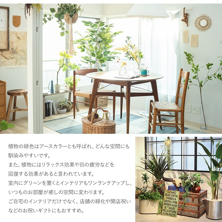 ե꡼ ȭդ  ե ݥå ߥ 4  ͹տʪ ȭ ƥꥢ꡼     ȭ ȭ ܥ˥  ¤ ե ͹ ʪ ӥ  ե Ź