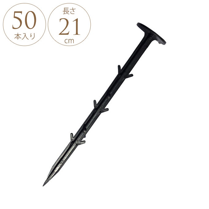 ȴ���ˤ��� �����Ȳ��� 21cm 50������ �����ȸ���ţ ��/������/���� ��������/