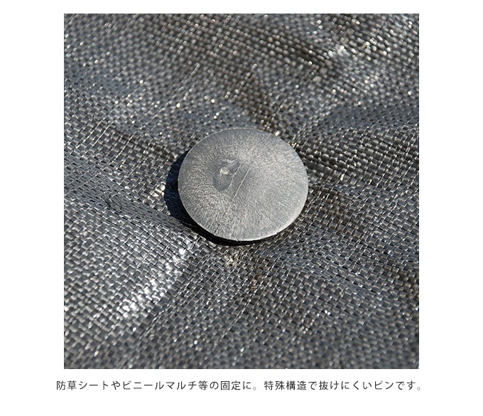 ȴ���ˤ��� �����Ȳ��� 21cm 50������ �����ȸ���ţ ��/������/���� ��������/