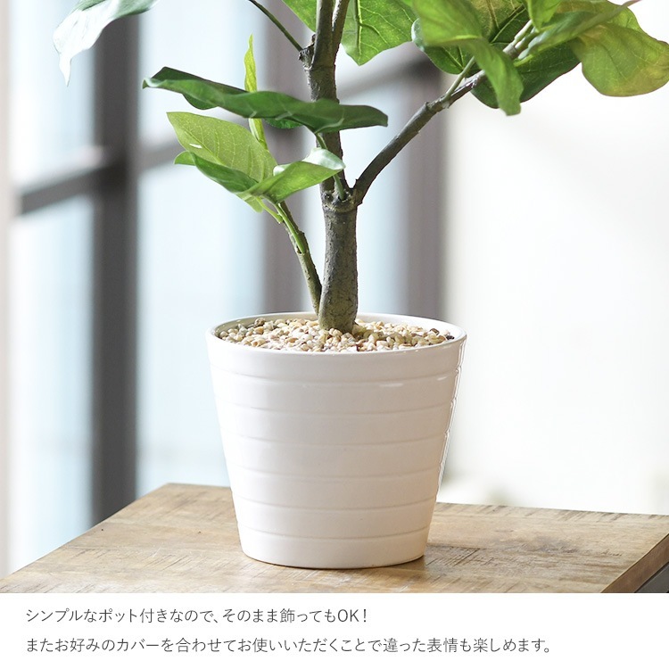 ե꡼ ȭդ  ٥顼 ݥå  ͹տʪ ȭ ƥꥢ꡼     ȭ ȭ ܥ˥  ¤ ե ͹ ʪ ӥ  ե Ź  ̵