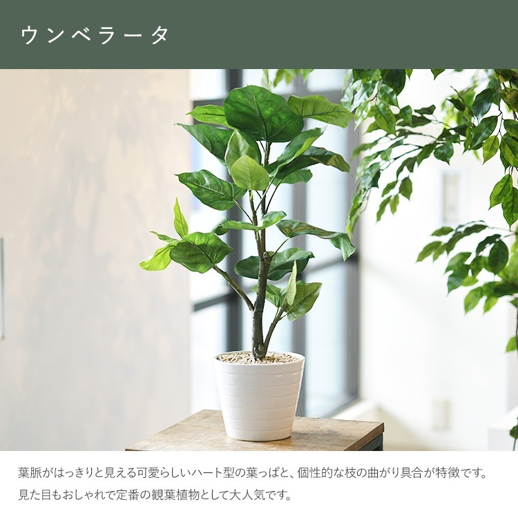 ե꡼ ȭդ  ٥顼 ݥå  ͹տʪ ȭ ƥꥢ꡼     ȭ ȭ ܥ˥  ¤ ե ͹ ʪ ӥ  ե Ź  ̵