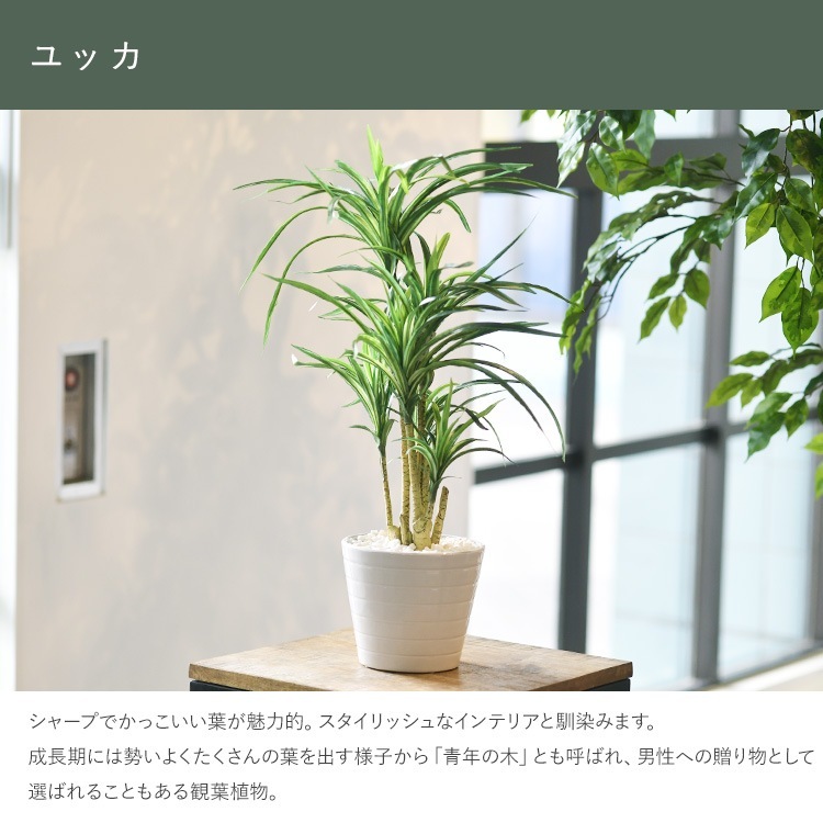 ե꡼ ȭդ  å ݥå ߥ 5  ͹տʪ ȭ ƥꥢ꡼     ȭ ȭ ܥ˥  ¤ ե ͹ ʪ ӥ  ե Ź  ̵