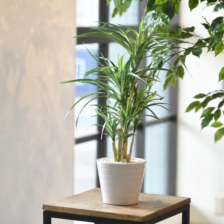 ե꡼ ȭդ  å ݥå ߥ 5  ͹տʪ ȭ ƥꥢ꡼     ȭ ȭ ܥ˥  ¤ ե ͹ ʪ ӥ  ե Ź  ̵