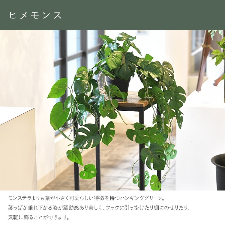 ե꡼ ȭդ  ҥ ϥ󥮥󥰥ݥå ߥ 4  󥹥ƥ ͹տʪ ȭ ƥꥢ꡼     ȭ ȭ ܥ˥  ¤ ե ͹ ʪ ӥ  ե Ź  ̵