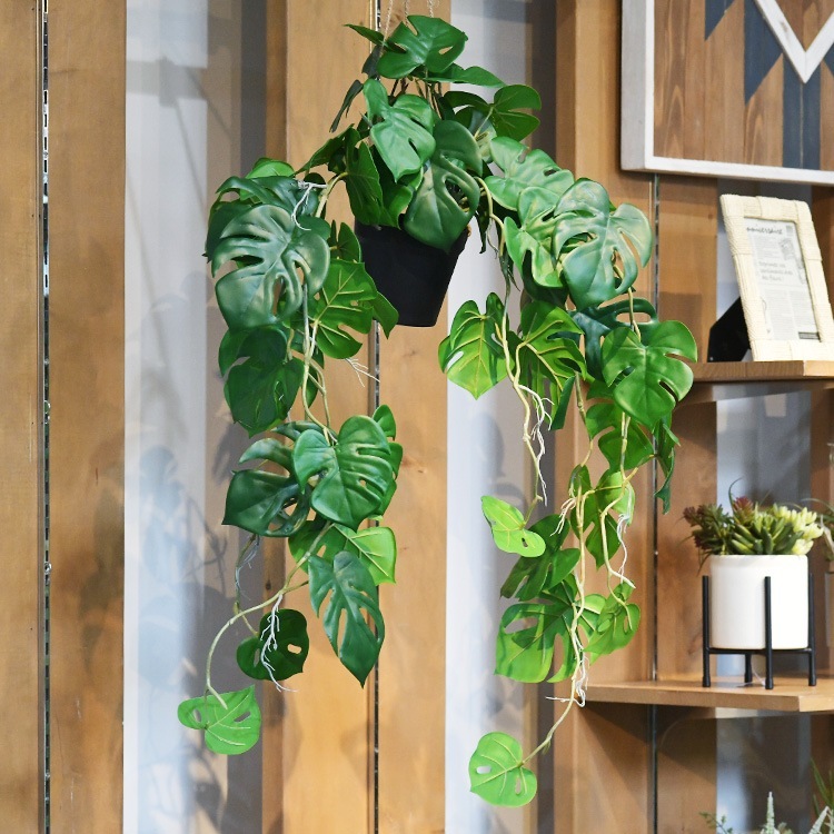 ե꡼ ȭդ  ҥ ϥ󥮥󥰥ݥå ߥ 4  󥹥ƥ ͹տʪ ȭ ƥꥢ꡼     ȭ ȭ ܥ˥  ¤ ե ͹ ʪ ӥ  ե Ź  ̵