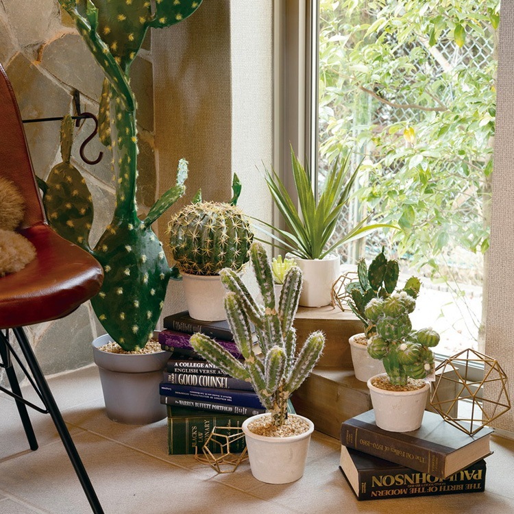 �ե��������꡼�� ȭ�դ� ������� ¿����ʪ ���ץ�ƥ��� �ݥå� �ߥ� 4��  �͹����տ�ʪ ȭ���� ����ƥꥢ���꡼�� ��� ���� ������ ���� ȭ�� ȭ �ܥ��˥��� �� ¤�� �ե����� �͹� ��ʪ ��ӥ� ���� ���ե� Ź��